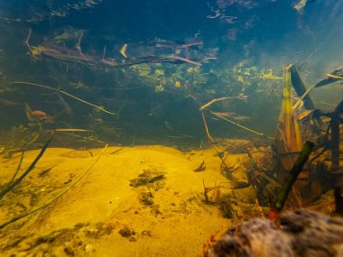 Lityn 'deki su altı su altı kaynağı sığ dere Buher, Berula ereksiyon bataklık bitkisi, düşük görülebilirlik organik parçacık, yaprak kirliliği, kumlu nehir yatağı, yüzey dalga yansıması