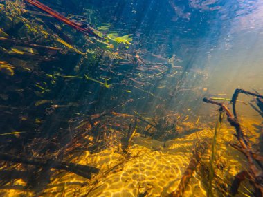 Berula ve Bulrush bataklık bitkisinin kökü suya battı, su kaynağı, görülebilirlik yaprağı kirliliği, güneş ışığı hızlı akış kumlu nehir yatağında sığ kum yatağı, dalga dalgası, Lityn 'de nehir Buher' ı