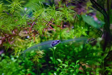 Kriptopterus vitreolus şeffaf floresan yayın balığı, ticari olarak ekilen Hollanda tarzı su burnu, acemi dostu evcil hayvan, LED ışığı, yaşam tarzı su işareti, profesyonel bakım, sığ arka plan