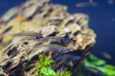Şeffaf yayın balığı sürüsü, Kriptopterus vitreolus, ejderha taşı akvaryumu, ticari olarak ekilmiş deniz ürünleri dostu evcil hayvan, LED ışığı, yaşam tarzını keşfetmek, profesyonel bakım, arka plandaki sığ nokta.