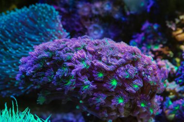 Clavularia sp kolonisi, gökkuşağı karanfili yumuşak mercan başı laminar akıntısında, aktif hayvan nano resif deniz akvaryumunda, LED mavi düşük ışık, canlı kaya akvaryumu, acemi akvaryumcular için dayanıklı hayvan