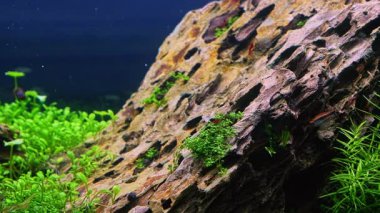 ejderha taşı tatlı su iwagumi aquascape, Amano stili glossostigma taş su işareti, parlak LED ışık, profesyonel bitki akvaryumu bakımı, bulanık balık ve karides, biyoçeşitlilik, boş yaşam tarzı