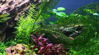 Şeffaf yayın balığı, ejderha taşı, Madagaskar laceleaf tatlı su iwagumi aquascape, Amano stili ekilmiş taş su işareti, parlak LED ışığı, profesyonel akvaryum ekimi, akvaryum bakımı