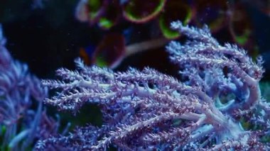 Capnella sp polip kolonisi, yumuşak mercan dalı hızlı akış içinde hareket eder, aktif dayanıklı hayvan evcil hayvan resif deniz akvaryumunda çözünmüş organik maddeyi emer, LED aktinik ışık, canlı kaya ekosistemi, dinlenme