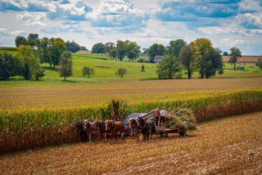 Bir Amish 'in 6 Atlı ve 3 Adamlı Mısır Ürünleri' ni Sunny Fall Günü 'nde çekerken görüntüsü.