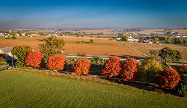Drone View Row Trees Fall Bright Colors Early Morning Sunrise — Stock Photo, Image