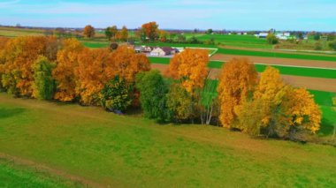 A Drone View of a Row of Autumn Trees, with Bright Orange and Red Leaves Looking Over Farmlands on a Bright Sunny Day