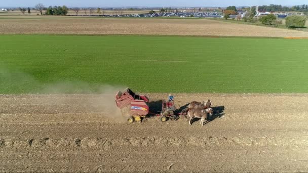 Ronks Pennsylvania October 2022 Aerial View Amish Man Woman Harvesting — Stok video