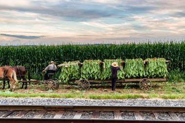 A View of an Amish Man Putting Harvested Tobacco on a Wagon to Bring To Barn for Drying on a Sunny Summer Day.