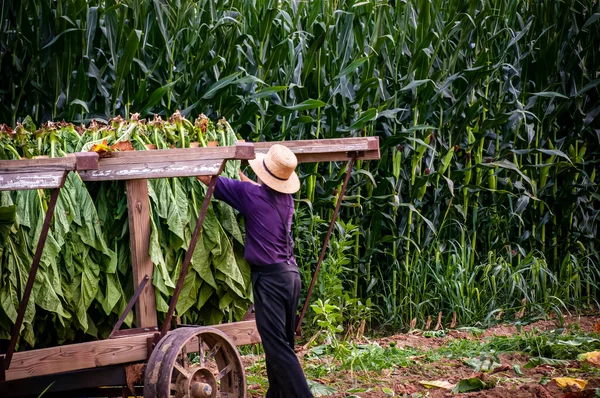 A View of an Amish Man Putting Harvested Tobacco on a Wagon to Bring To Barn for Drying on a Sunny Summer Day.