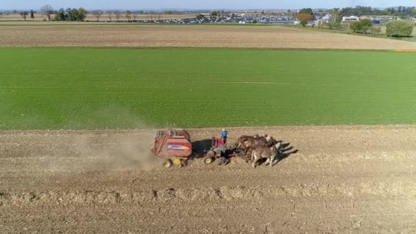 Ronks Pennsylvania October 2022 Aerial View Amish Man Woman Harvesting — Stock video