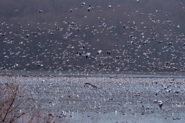 Yüzlerce Kar Kazı, bir kış günü kuzeye göç ederken bir gölde durdu.