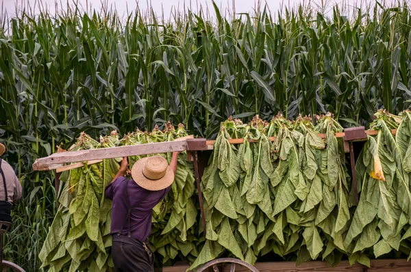 View Amish Man Putting Harvested Tobacco Wagon Bring Barn Drying — стоковое фото