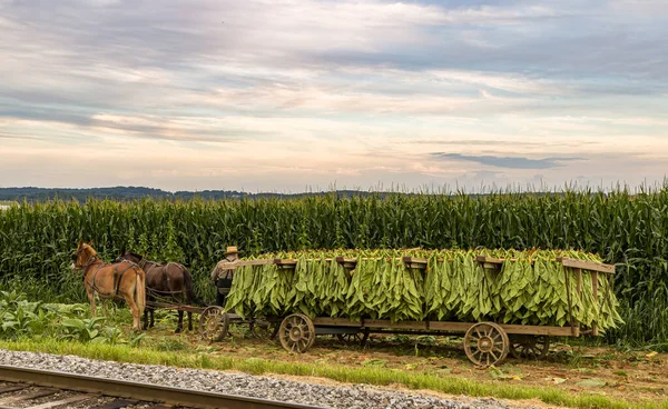View Amish Man Putting Harvested Tobacco Wagon Bring Barn Drying — Foto de Stock