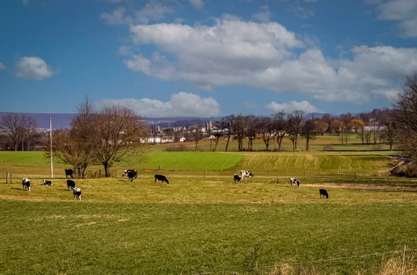 View Herd Holstein Cows Pasture Grazing Autumn Day — Zdjęcie stockowe
