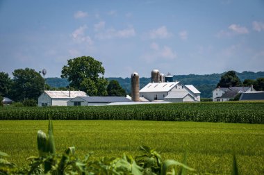 Güneşli bir yaz gününde Mısır ve Alfalfa Tarlaları, Ahırlar ve Silolar ile Çiftlik Manzarası