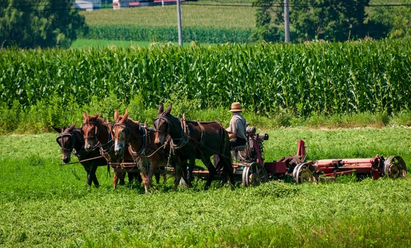 Utsikt Över Amish Bonde Med Hjälp Fyra Hästar För Att — Stockfoto