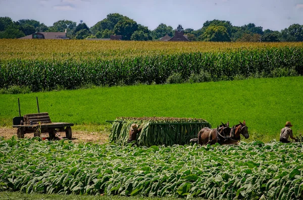 View Amish Man Putting Harvested Tobacco Wagon Bring Barn Drying — Stockfoto