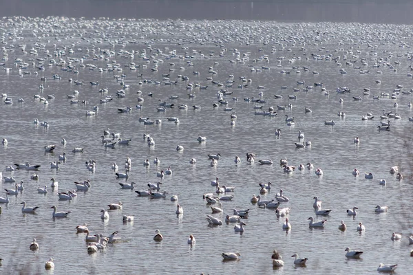 Cientos Gansos Nieve Detenidos Lago Mientras Migraban Norte Día Inviernos —  Fotos de Stock