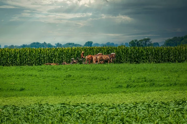 stock image View of an Amish Farmer Using Four Horses to Cut Alfalfa for Harvesting on a Sunny Summer Day