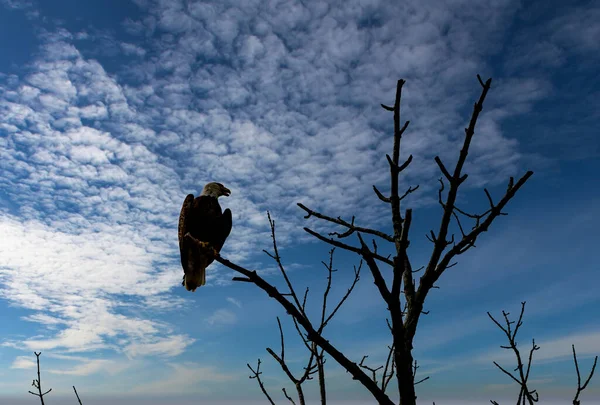 Άποψη Ενός Φαλακρού Αετού Σκαρφαλωμένου Ένα Κλαδί Δέντρου Που Ψάχνει — Φωτογραφία Αρχείου