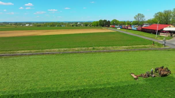 Una Veduta Drone Agricoltore Amish Raccogliendo Sue Colture Utilizzando Quattro — Video Stock