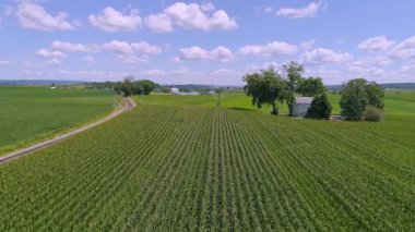 Güneşli bir Kısmi Bulutlu Yaz Günü 'nde Saflarda Dolaşan Yeşil Mısır Tarlalarının İnsansız Hava Aracı Yakından Görünüşü