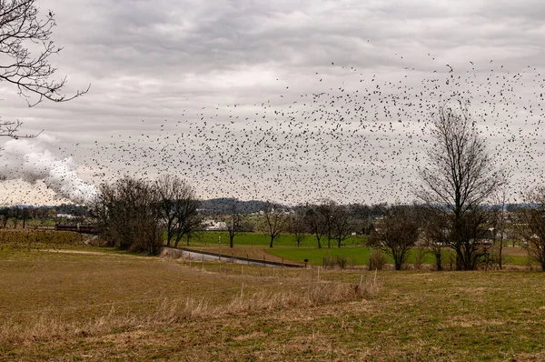 曇り空の日に視界を横切って飛んでいる鳥の大きな群れを持つ農地と1本の鉄道線路の眺め — ストック写真