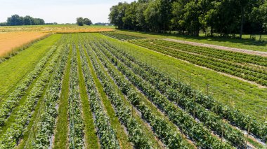 Güneşli bir yaz gününde, farklı aşamalarda sebzeler yetiştirilen büyük bir ev bahçesinin havadan görünüşü.