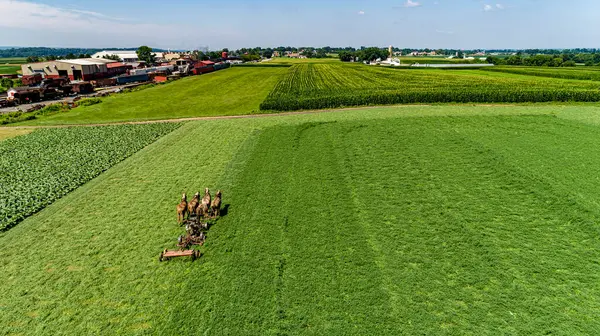 A Drone View of a Team of Four Horses, With an Amish Man, Pulling a Cutting Machine, Harvesting the Crop, on a Sunny Summer Day