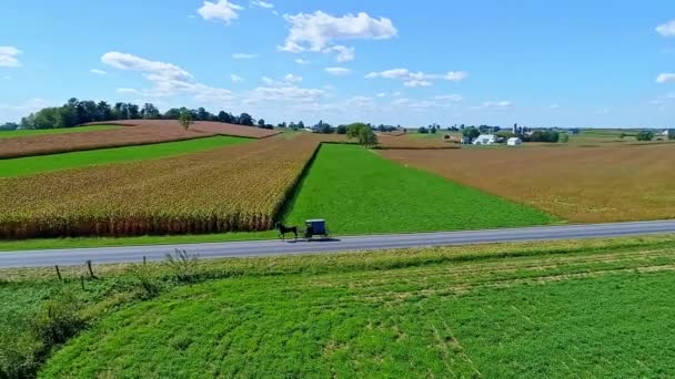トウモロコシの農地とその他の作物のパッチワークを交差するアミッシュ馬とバギーの空中ビュー 晴れた日にヒルズをローイング — ストック動画