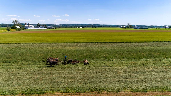 A Drone View of a Team of Four Horses, With an Amish Man, Pulling a Cutting Machine, Harvesting the Crop, on a Sunny Summer Day