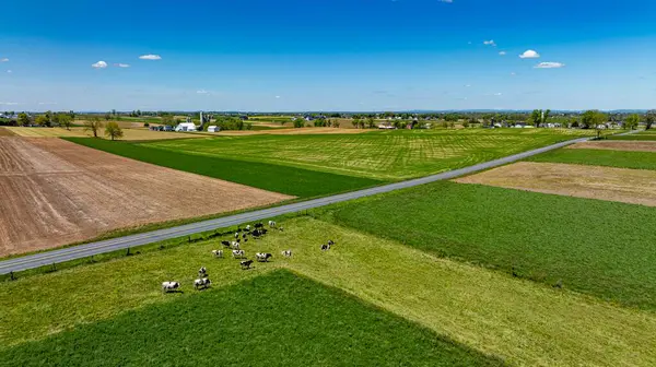 stock image A vivid aerial photograph capturing an expansive view of mixed-use farmland, featuring a grazing herd of cattle, rich green and brown fields, under a sky scattered with clouds.