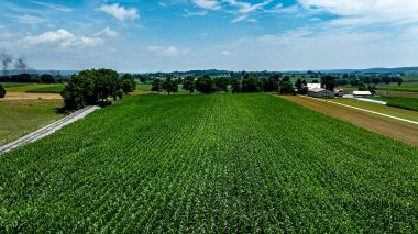 Geniş mısır tarlaları, ağaçlar ve uzak çiftlik yapılarıyla çevrili sıcak güneş ışığında gelişir. Açık mavi gökyüzü canlı yeşilliği güçlendirir ve huzurlu bir kırsal alan yaratır..