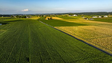 Bereketli yeşil ekinler, sakin bir kırsal alanda geniş alanları kaplar. Parlak gökyüzü canlı toprağı tamamlıyor. Çiftlikler ufuk çizgisinde durgun kırsal yaşam sergiliyor..