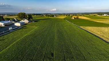Uçsuz bucaksız yeşil mısır tarlaları kaplıyor, çiftliklerle çevrili ve parlak bir gökyüzünün altında yavaşça yuvarlanan tepeler. Sahne, kırsal yaşamın özünü yakalıyor..