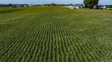 Geniş bir tarla boyunca uzanan yemyeşil mısır bitkileri, parlak gökyüzünün altındaki manzarayı noktalayan birkaç çiftlik evi, kırsal alandaki en yüksek hasat zamanını gösteriyor..