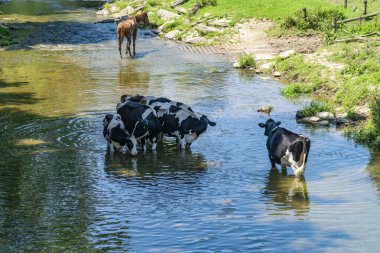 Kırsal bir bölgedeki sığ bir derede birkaç inek serinliyor ve suların çevresindeki yemyeşil otlar serinliyor. Uzakta, bir at huzur içinde otluyor..