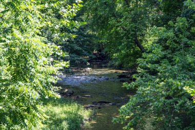 Yumuşak bir nehir, yoğun yeşil ağaçlar ve çalılarla çevrili canlı bir ormanın içinden geçiyor güneşli bir öğleden sonra sakin ve huzurlu bir doğal vaha yaratıyor..