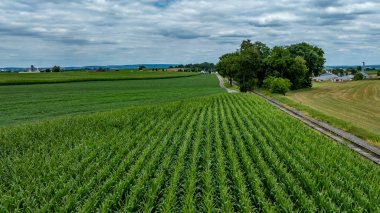 Yeşillik mısır tarlaları, canlı yeşil bir halı oluşturarak tarlaları kaplıyor. Kırsal evler ve bulutlu bir gökyüzünün altındaki ağaçların karışımıyla çerçevelenmiş, dolambaçlı toprak bir yol arazide ilerliyor..