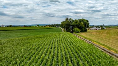 Yeşillik mısır tarlaları, canlı yeşil bir halı oluşturarak tarlaları kaplıyor. Kırsal evler ve bulutlu bir gökyüzünün altındaki ağaçların karışımıyla çerçevelenmiş, dolambaçlı toprak bir yol arazide ilerliyor..