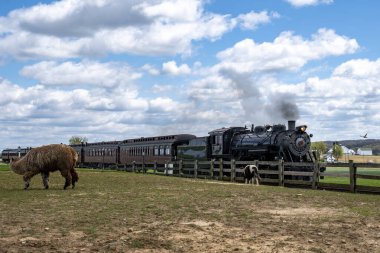 Antika bir buhar treni, bulutlu bir gökyüzünün altında, alpaka ve inek de dahil olmak üzere otlayan çiftlik hayvanlarının yanından geçerken dumanı dalgalanan sakin kırsalda hareket eder..