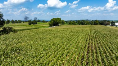 Bereketli yeşil mısır tarlası, beyaz bulutlarla dolu açık mavi bir gökyüzünün altında ağaçlarla kaplı kırsal bölge boyunca uzanıyor. Uzaktan görülebilen bir çiftlik evi, sakin bir zemin sağlıyor.