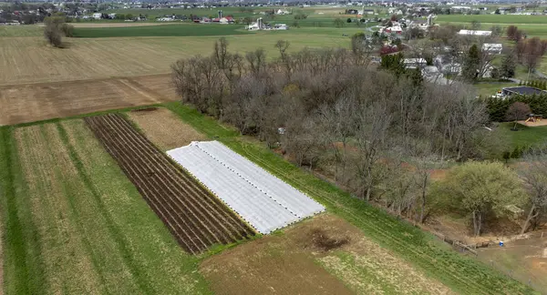 Kırsal alanda geniş bir seranın yanında organize ürün sıralarının yer aldığı yemyeşil alanlar uzanıyor. Yakınlarda, ağaçlar tarım arazilerine doğal bir sınır oluşturuyorlar..
