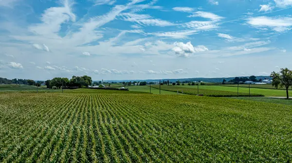 Bereketli bir mısır tarlası kırsal alanda uzanır, parlak mavi bir gökyüzünün altında, tüylü bulutlarla güneş ışığıyla yıkanır. Birkaç ağaç ve uzak çiftlikler huzur ortamını geliştirir..