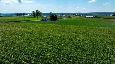 Geniş yeşil mısır tarlaları araziye yayılıyor. Tarlaların arasında, ufukta açık mavi gökyüzü ve uzak çiftlikleri olan tuhaf bir çiftlik evi duruyor..