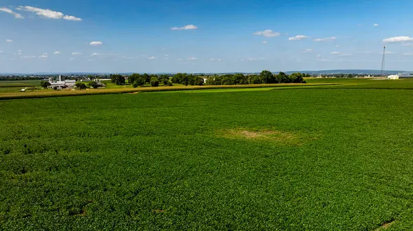 Tüylü bulutlarla dolu açık mavi bir gökyüzünün altında yemyeşil tarlalar uzanır. Ağaçlarla çevrili uzak bir çiftlik, sakin bir kırsal atmosfer yaratıyor..