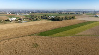 Uçsuz bucaksız bir tarım arazisinde açık mavi gökyüzünün altında altın mısır ve canlı yeşil tarlalar bulunur. Yakınlarda, küçük binalar ve çiftlik yapıları barışçıl bir kırsal atmosfer yaratıyor..