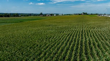 Yüksek mısır tarlaları, canlı yeşil yapraklar sergiliyor..