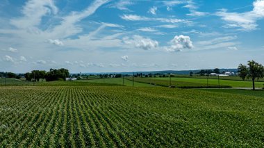 Uçsuz bucaksız bir mısır tarlası, dağınık bulutlarla dolu açık mavi bir gökyüzünün altında uzanıyor. Yeşiller büyüyen mevsimdeki ekinlerin sağlığını yansıtıyor ve kırsal sükunet gösteriyor..
